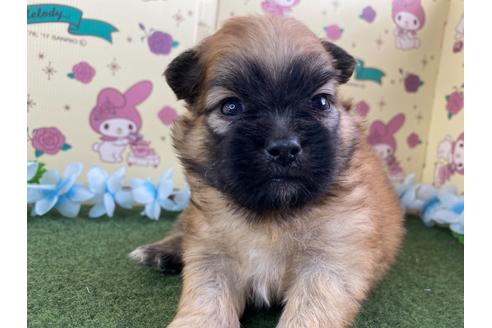 成約済の栃木県のミックス犬-128413の9枚目