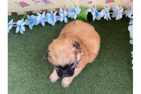 成約済の栃木県のミックス犬-128413の8枚目