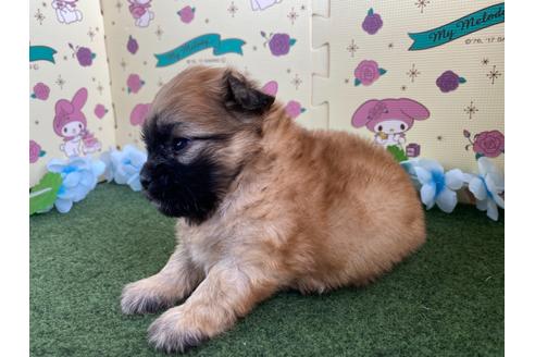 成約済の栃木県のミックス犬-128413の7枚目