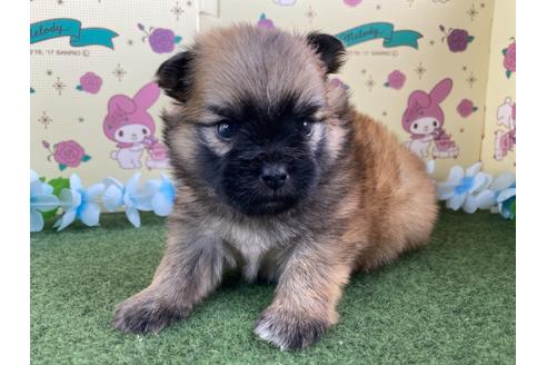 成約済の栃木県のミックス犬-128414の11枚目