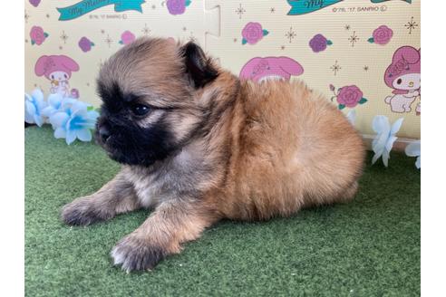 成約済の栃木県のミックス犬-128414の10枚目