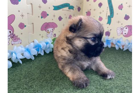 成約済の栃木県のミックス犬-128414の9枚目