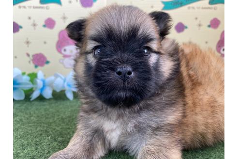 成約済の栃木県のミックス犬-128414の7枚目