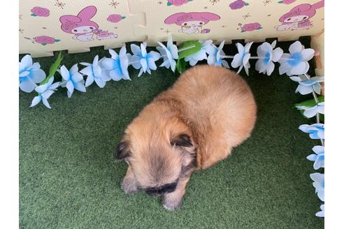 成約済の栃木県のミックス犬-128414の6枚目
