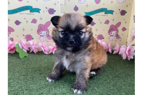成約済の栃木県のミックス犬-128416の14枚目