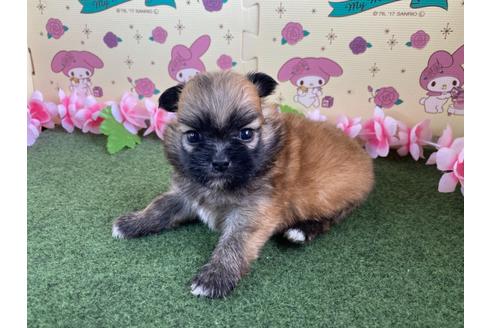 成約済の栃木県のミックス犬-128416の13枚目