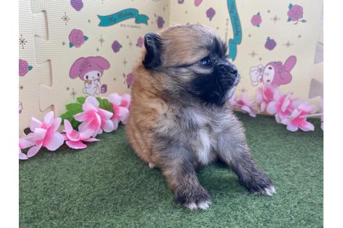 成約済の栃木県のミックス犬-128416の12枚目
