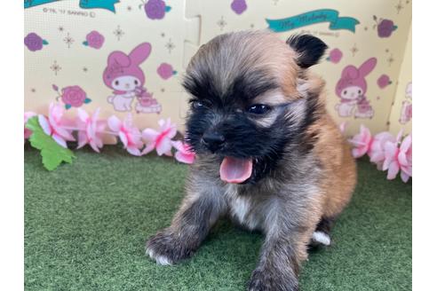 成約済の栃木県のミックス犬-128416の11枚目