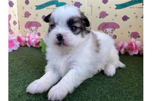 成約済の栃木県のミックス犬-128417の10枚目