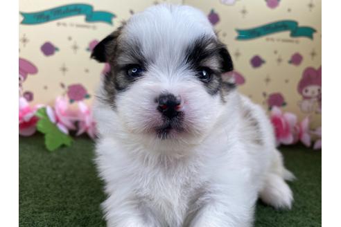 成約済の栃木県のミックス犬-128417の9枚目