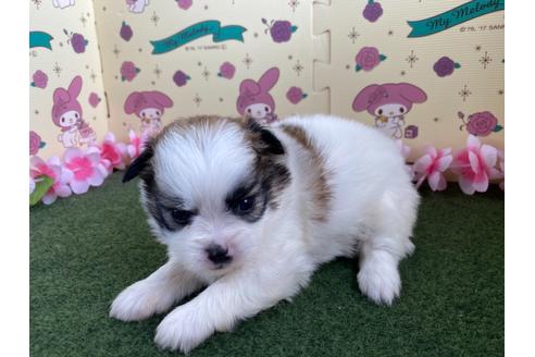 成約済の栃木県のミックス犬-128417の8枚目