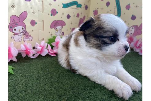 成約済の栃木県のミックス犬-128417の7枚目