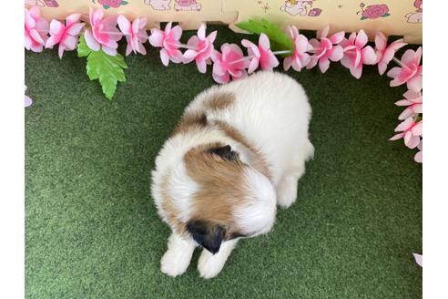 成約済の栃木県のミックス犬-128417の6枚目