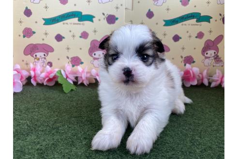 成約済の栃木県のミックス犬-128417の5枚目