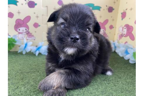 成約済の栃木県のミックス犬-128418の14枚目
