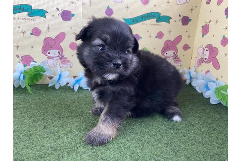 成約済の栃木県のミックス犬-128418の13枚目