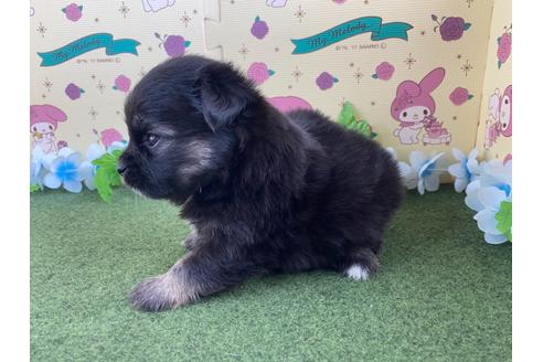 成約済の栃木県のミックス犬-128418の12枚目