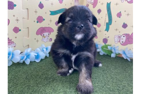 成約済の栃木県のミックス犬-128418の10枚目