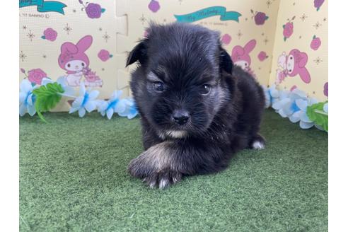 成約済の栃木県のミックス犬-128418の8枚目