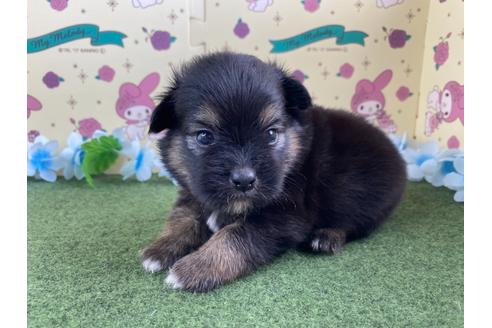成約済の栃木県のミックス犬-128419の13枚目