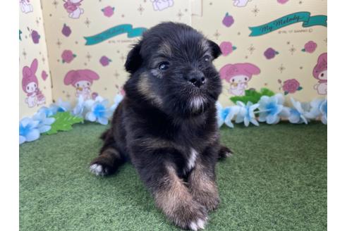成約済の栃木県のミックス犬-128419の12枚目