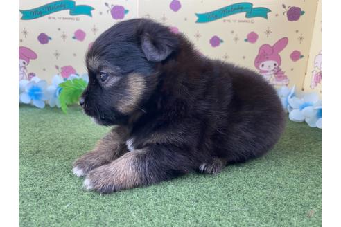 成約済の栃木県のミックス犬-128419の11枚目
