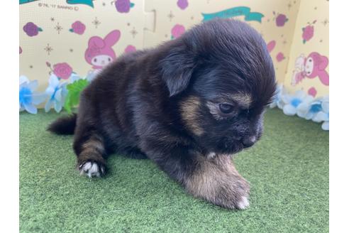 成約済の栃木県のミックス犬-128419の10枚目