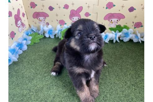 成約済の栃木県のミックス犬-128419の9枚目