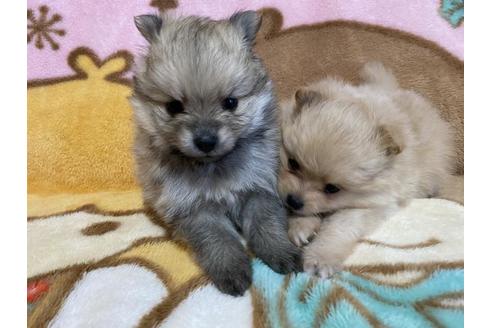 成約済の大阪府のポメラニアン-128421の2枚目