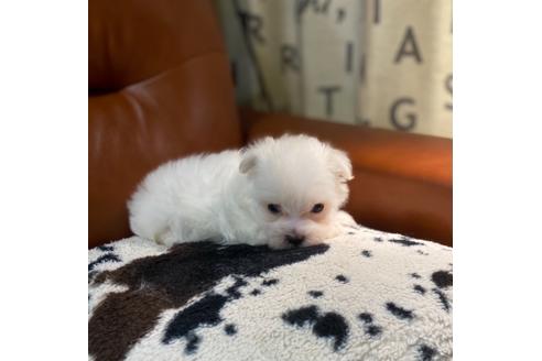 成約済の茨城県のマルチーズ-128443の14枚目