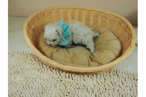 成約済の埼玉県のマルチーズ-128451の3枚目