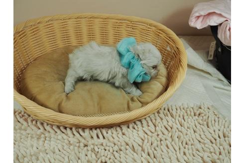 成約済の埼玉県のマルチーズ-128451の2枚目