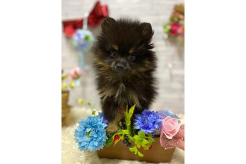 ポメラニアンでブラックタンの子犬を探す ブリーダーナビ ポメラニアンでブラックタンの子犬を探す ブリーダーナビ