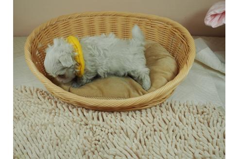 成約済の埼玉県のマルチーズ-128454の3枚目