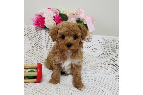 成約済の千葉県のミックス犬-128494