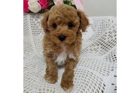 成約済の千葉県のミックス犬-128494の4枚目
