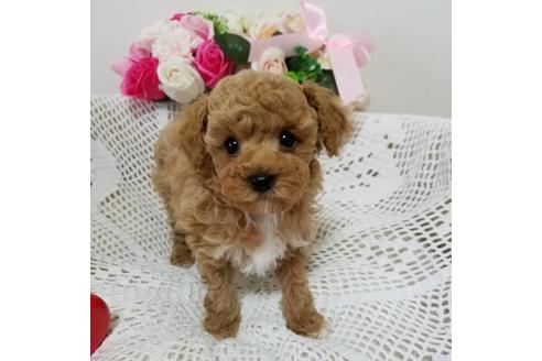成約済の千葉県のミックス犬-128494の2枚目