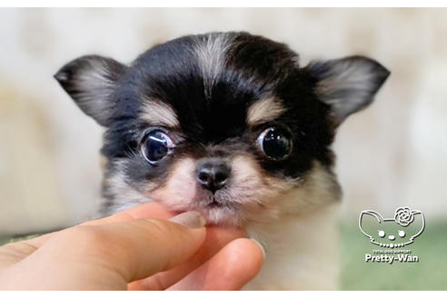 成約済の愛知県のチワワ(ロングコート)-128519