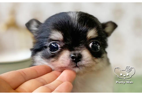 成約済の愛知県のチワワ(ロングコート)-128519の6枚目