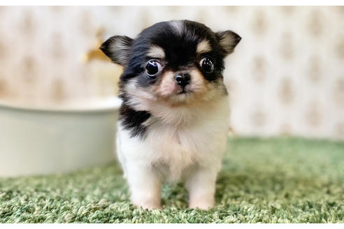 成約済の愛知県のチワワ(ロングコート)-128519の2枚目