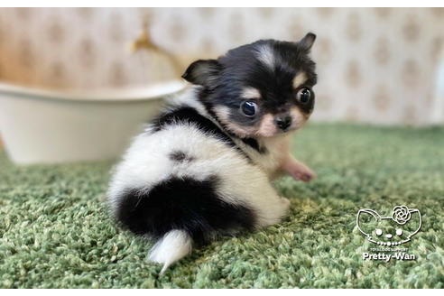 成約済の愛知県のチワワ(ロングコート)-128519の4枚目