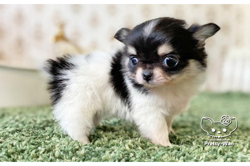 成約済の愛知県のチワワ(ロングコート)-128519の5枚目