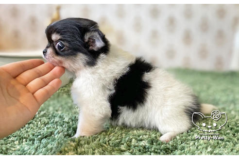 成約済の愛知県のチワワ(ロングコート)-128519の3枚目