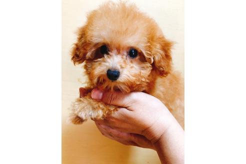 福岡県でトイプードルの子犬を探す ブリーダーナビ