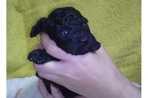 成約済の埼玉県のトイプードル-127563の5枚目