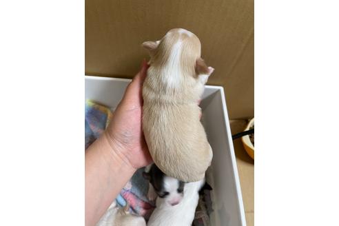 成約済の埼玉県のチワワ(ロングコート)-128547の26枚目