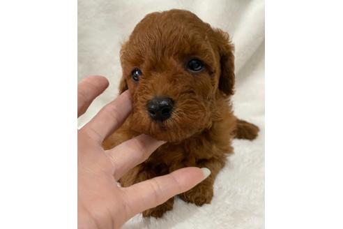 成約済の埼玉県のトイプードル-127497の4枚目