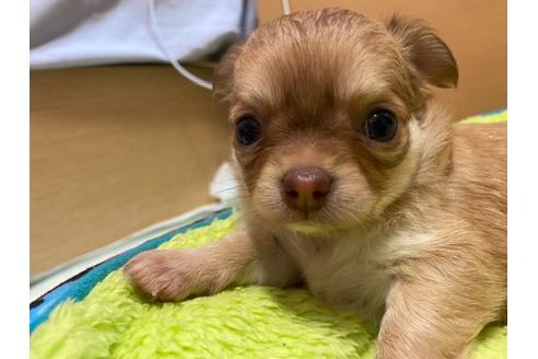成約済の神奈川県のチワワ(ロングコート)-124564の44枚目