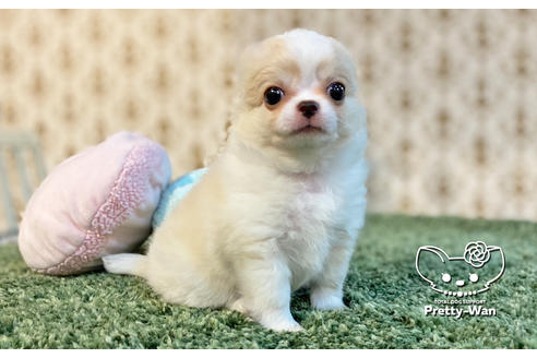 成約済の愛知県のチワワ(ロングコート)-128557の11枚目