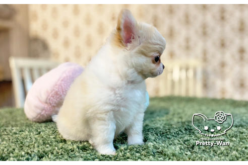 成約済の愛知県のチワワ(ロングコート)-128557の10枚目